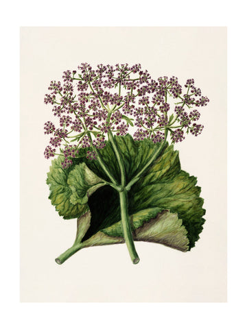 Antique Plant Ii Drawn By Sarah Featon (1848–1927) | Poster - Passepartout