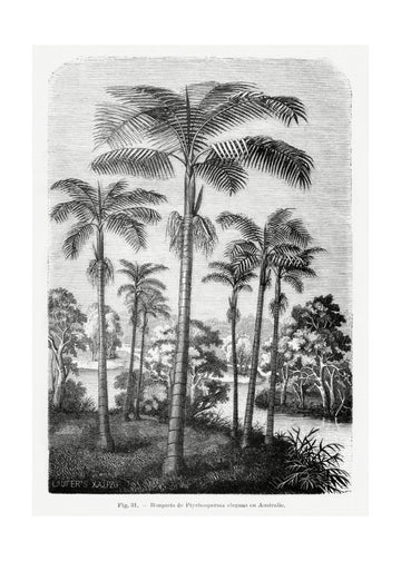 Vintage Palm Tree Drawing Ii | Poster - Passepartout