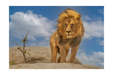 Majestic African Lion | Poster - Passepartout