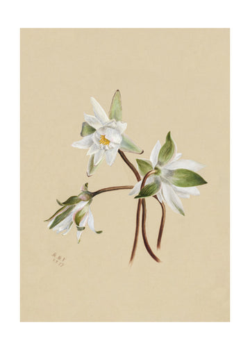 Water Lilies (1879) | Poster - Passepartout
