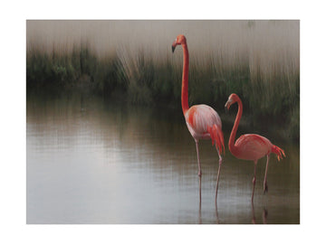 Flamingos In Calm Water | Poster - Passepartout