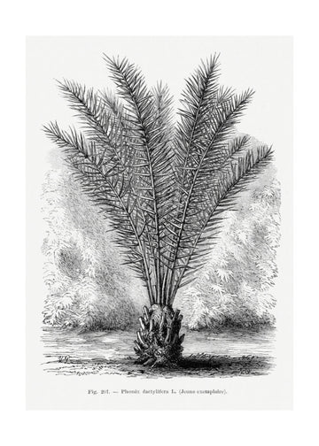 Vintage Palm Tree Drawing Xiii | Poster - Passepartout