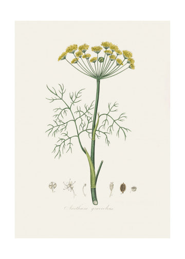 Dill (anethum Graveolens)  Medical Botany | Poster - Passepartout