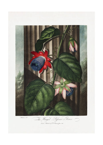 The Winged Passion-Flower from The Temple of Flora (1807) | Poster - Passepartout
