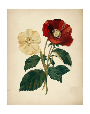 Elegant Red Yellow Flowers | Poster - Passepartout