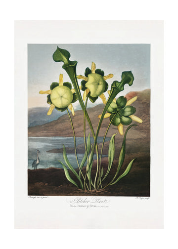 Pitcher Plant from The Temple of Flora (1807) | Poster - Passepartout