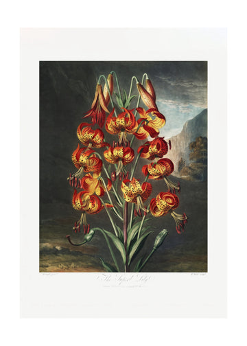 The Superb Lily from The Temple of Flora (1807) | Poster - Passepartout