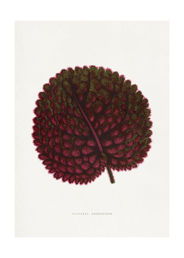 Pink Gesneria Exoniensis Leaf Illustration | Poster - Passepartout