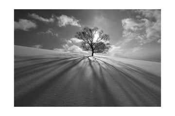Winter Tree Long Shadows | Poster - Passepartout