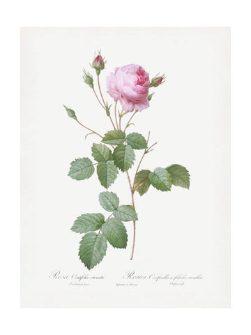 Crenate Leaved Cabbage Rose, Les Roses (1817–1824) | Poster - Passepartout