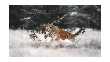 Playful Winter Tigers | Poster - Passepartout