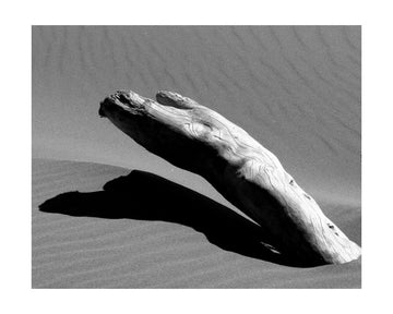 Desert Driftwood Shadow | Poster - Passepartout