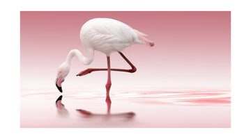 Pink Flamingo Reflection | Poster - Passepartout