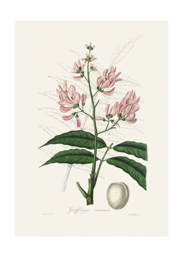 Geoffroya Inermis Medical Botany | Poster - Passepartout