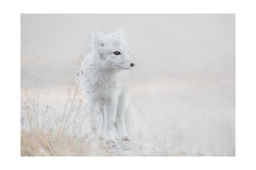 Serene Arctic Fox | Poster - Passepartout