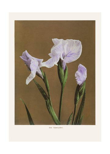 Iris Kæmpferi no2 | Poster - Passepartout