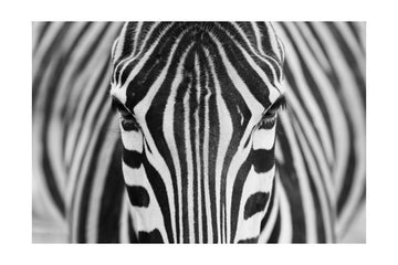 Intense Zebra Eyes | Poster - Passepartout