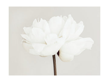 White Peony Bloom | Poster - Passepartout