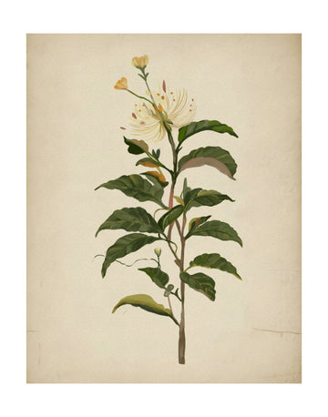 Elegant Botanical Bloom | Poster - Passepartout
