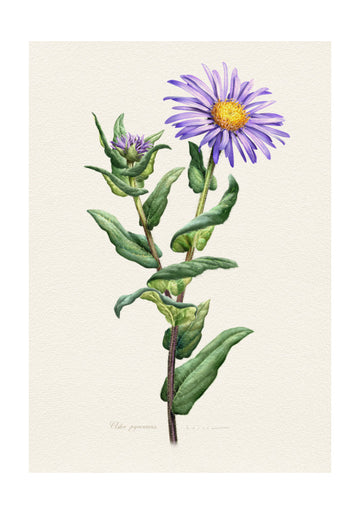 Purple Aster Botanical Study | Poster - Passepartout