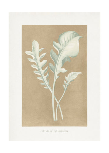 Centaurea Candidissima Leaf Illustration | Poster - Passepartout