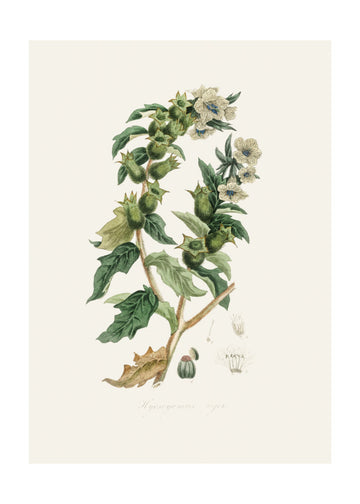 Henbane (hyoscyamus Niger) Medical Botany | Poster - Passepartout