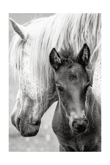 Mare and Foal | Poster - Passepartout