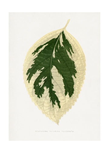 Hydrangea Japonica Variegata Leaf Illustration | Poster - Passepartout