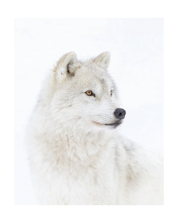 Majestic Arctic Wolf | Poster - Passepartout