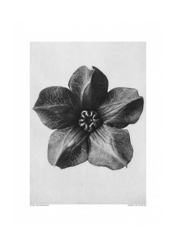 Cobaea Scandens | Poster - Passepartout