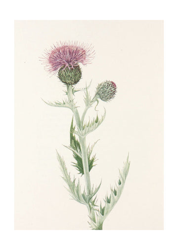 Prairie Thistle From North American Wildflowers (1925) By Mary Vaux Walcott. | Poster - Passepartout
