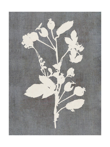 Botanical Rose Silhouette | Poster - Passepartout