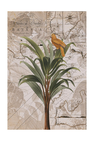 Tropical Map Bird | Poster - Passepartout