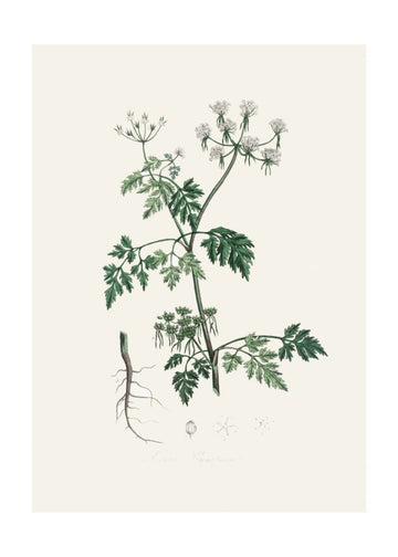 Poison Parsley (aethusa Cynapium) Medical Botany | Poster - Passepartout