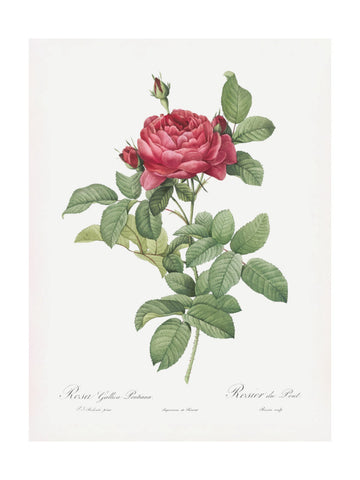 Rosa Gallica Pontiana, Les Roses (1817–1824) | Poster - Passepartout