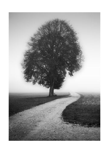 Foggy Path Lone Tree | Poster - Passepartout