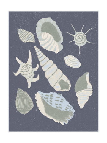 Seashells Collection | Poster - Passepartout
