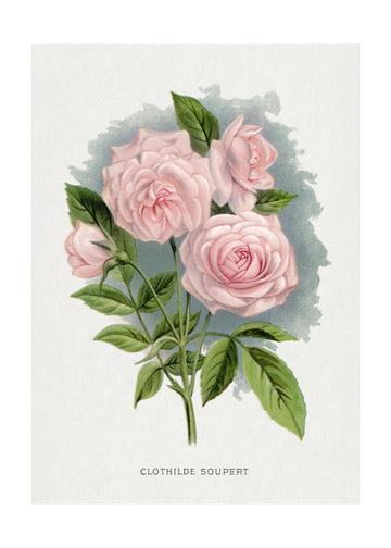 Pink Rose, Clothilde Soupert Lithograph | Poster - Passepartout