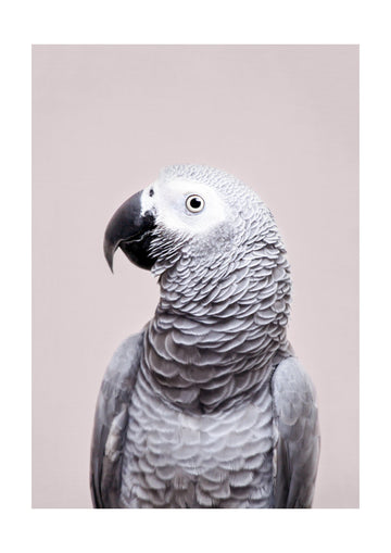 African Grey | Poster - Passepartout