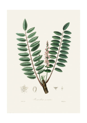 Boswellia Serrata Medical Botany | Poster - Passepartout