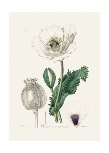 Opium Poppy (papaver Somniferum) Medical Botany | Poster - Passepartout