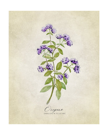 Purple Oregano Botanical | Poster - Passepartout