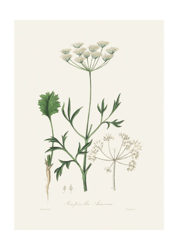 Aniseed (pimpinella Anisum) Medical Botany | Poster - Passepartout