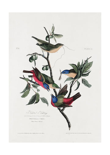 Painted Finch From Birds of America (1827) | Poster - Passepartout