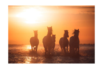 Wild Horses Sunset Run | Poster - Passepartout