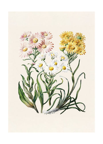 New Zealand Snow Groundsels Drawn By Featon (1848–1927) | Poster - Passepartout