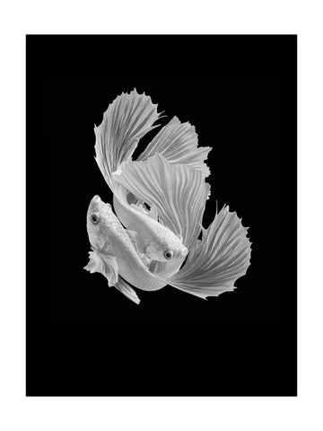 Betta Fish Dance | Poster - Passepartout