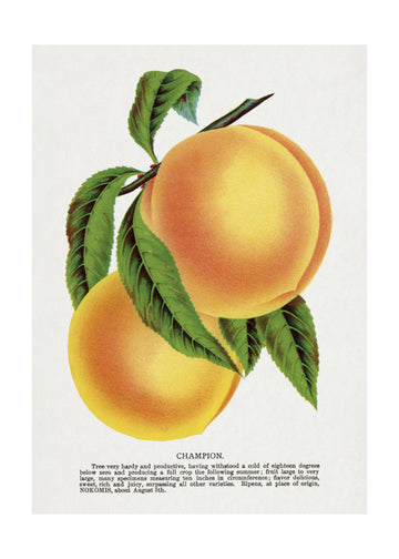 Champion Plum Lithograph | Poster - Passepartout