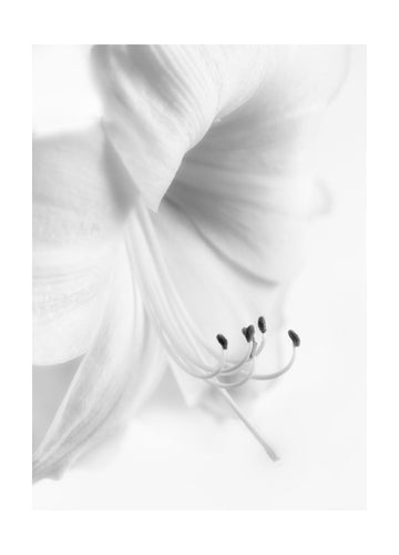 Elegant White Bloom | Poster - Passepartout