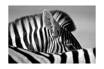 Elegant Zebra Profile | Poster - Passepartout